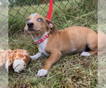 Small #5 Chihuahua Mix