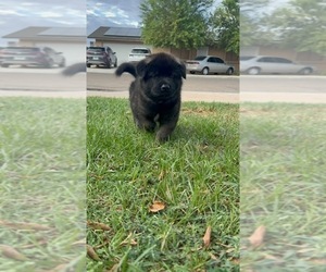 Akita Puppy for sale in YUMA, AZ, USA
