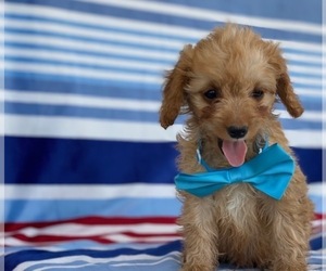Cavapoo Puppy for sale in LANCASTER, PA, USA