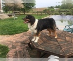 Small Photo #1 Australian Shepherd Puppy For Sale in DRUMORE, PA, USA