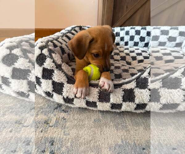 Medium Photo #4 Puggle Puppy For Sale in pomfret, CT, USA