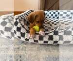 Small #3 Puggle
