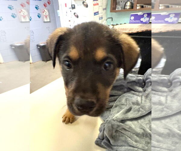 Medium Photo #2 Anatolian Shepherd-Rottweiler Mix Puppy For Sale in Amarillo, TX, USA