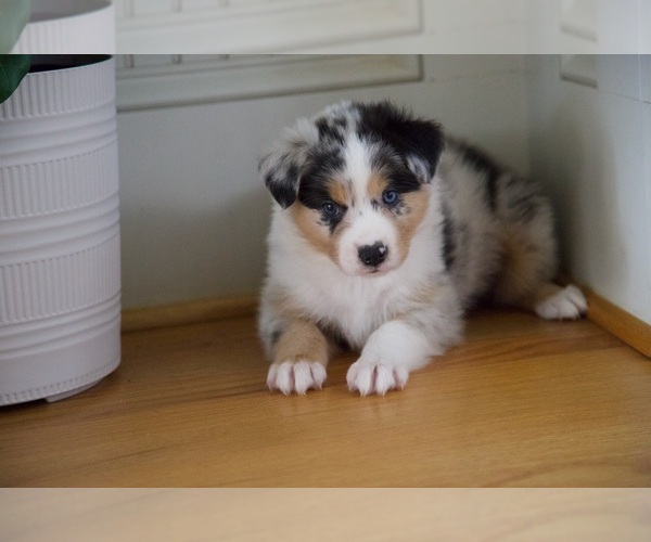 Medium Photo #35 Australian Shepherd Puppy For Sale in GREER, SC, USA