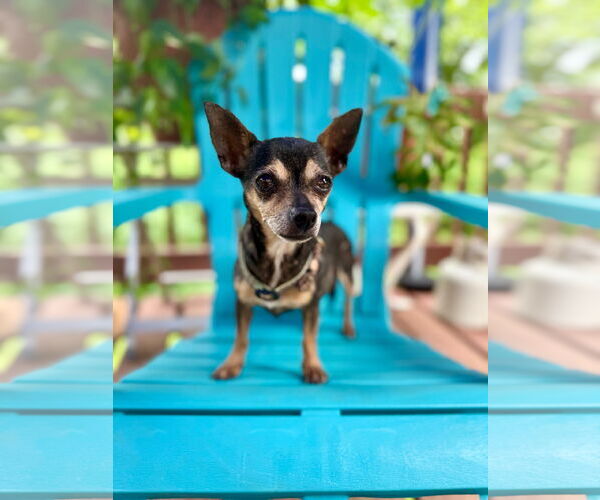 Medium Photo #6 Chihuahua Puppy For Sale in Pacolet, SC, USA