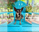 Small #5 Chihuahua