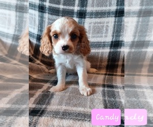 Cavalier King Charles Spaniel Puppy for sale in STANLEY, WI, USA