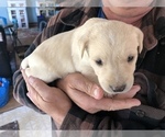 Small Photo #8 Labrador Retriever Puppy For Sale in CONRATH, WI, USA