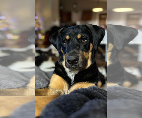 Medium Photo #4 Aussiedor Puppy For Sale in Chandler, AZ, USA