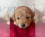 Small Photo #2 Poodle (Miniature) Puppy For Sale in RUSSELLVILLE, AR, USA
