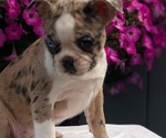 Small #5 Faux Frenchbo Bulldog
