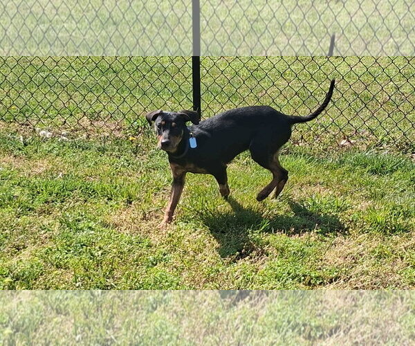 Medium Photo #8 Beagle-Mountain Cur Mix Puppy For Sale in Cookeville, TN, USA