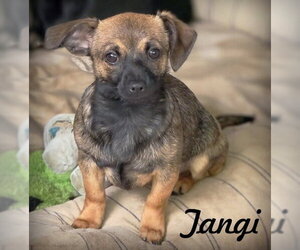 Tangi - Female Chiweenie Dog for Adoption - Photo #4