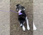 Small Photo #3 Gerberian Shepsky Puppy For Sale in McKinney, TX, USA