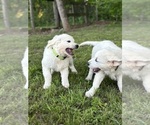 Small #1 English Cream Golden Retriever