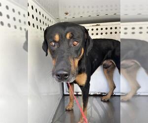 Doberman Pinscher Dogs for adoption in Redlands, CA, USA