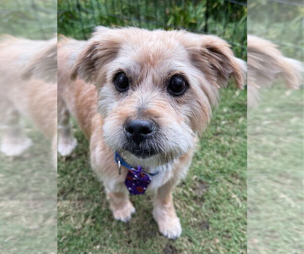 Medium Photo #1 Cairn Terrier-Unknown Mix Puppy For Sale in Raleigh, NC, USA