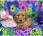 Small Photo #6 Golden Retriever Puppy For Sale in DELTA, PA, USA