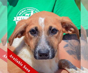German Shepherd Dog-Unknown Mix Dogs for adoption in Huntley, IL, USA