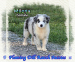 Puppy Milena German Shepherd Dog