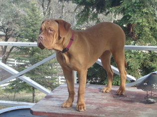 Mother of the Dogue de Bordeaux puppies born on 08/09/2016