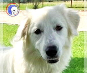 Great Pyrenees Dogs for adoption in Spring, TX, USA