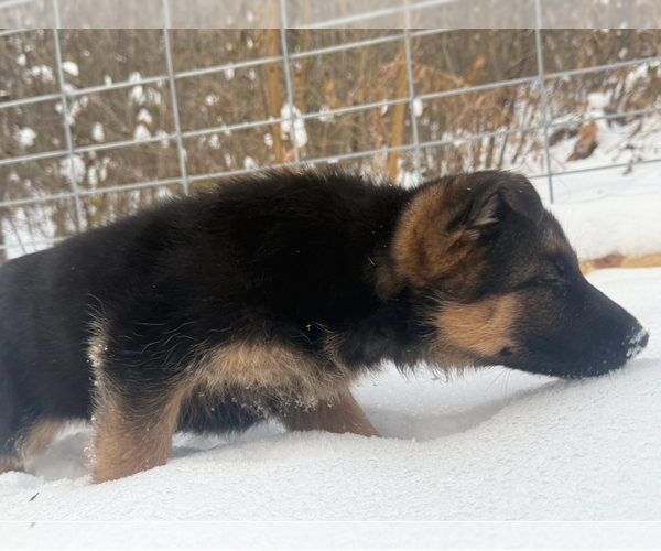 Medium Photo #11 German Shepherd Dog Puppy For Sale in MINNETONKA, MN, USA