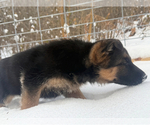 Small #10 German Shepherd Dog
