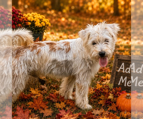 Medium Photo #2 Mutt Puppy For Sale in Yardley, PA, USA