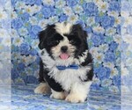Small Photo #2 Shih Tzu Puppy For Sale in GORDONVILLE, PA, USA