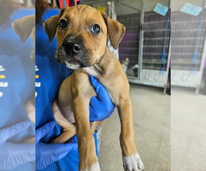Helen - Female Mutt Dog for Adoption - Photo #5