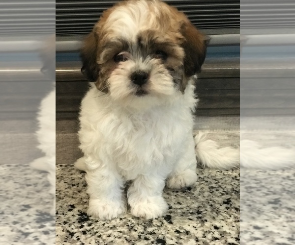 Medium Photo #1 Zuchon Puppy For Sale in PEMBROKE, KY, USA