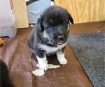 Puppy 2 German Shepherd Dog-Siberian Husky Mix
