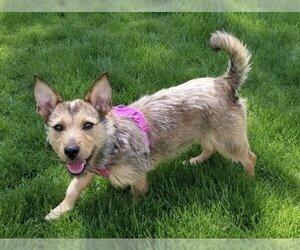 Pembroke Welsh Corgi-Unknown Mix Dogs for adoption in Mundelein, IL, USA