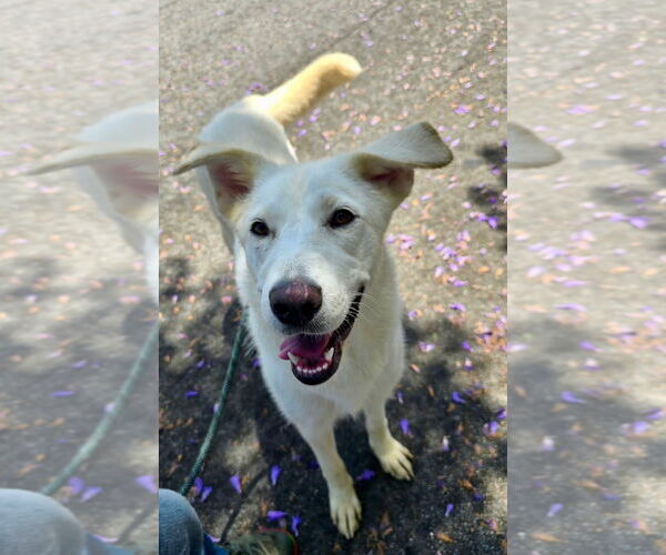 Medium Photo #1 Labrador Retriever-Retriever  Mix Puppy For Sale in Newport Beach, CA, USA
