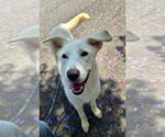Small Labrador Retriever-Retriever  Mix
