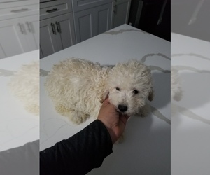 Poodle (Toy) Puppy for sale in ORLANDO, FL, USA