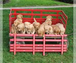Small Photo #2 Golden Retriever Puppy For Sale in NARVON, PA, USA