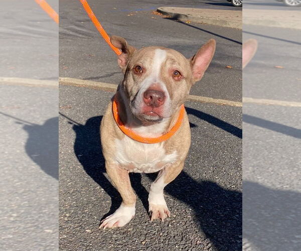 Medium Photo #2 American Staffordshire Terrier Puppy For Sale in Lawrenceville, NJ, USA