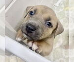 Small #11 Mutt
