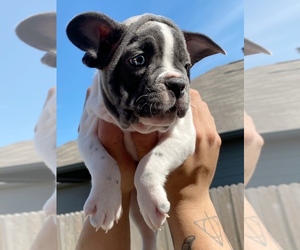 Bulldog Puppy for sale in HUTTO, TX, USA