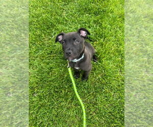American Pit Bull Terrier-Unknown Mix Dogs for adoption in New London, WI, USA