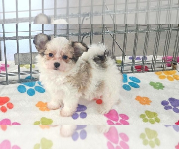 Medium Photo #6 Papitese Puppy For Sale in ORO VALLEY, AZ, USA