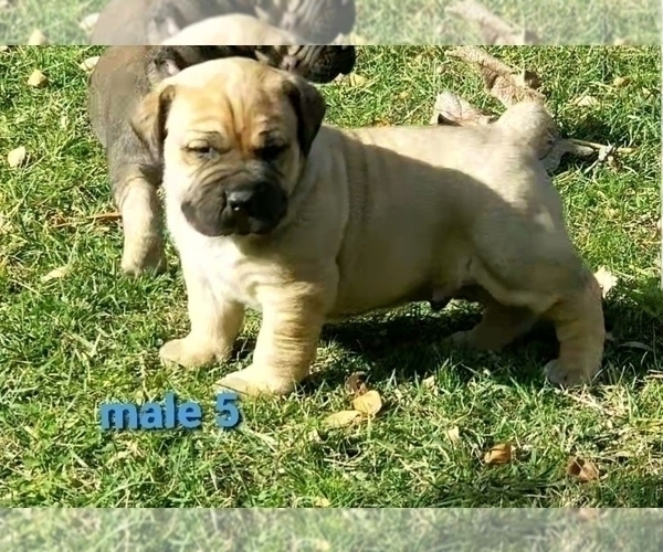 Medium Photo #1 Boerboel Puppy For Sale in BAKERSFIELD, CA, USA