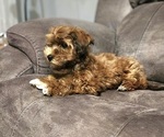 Small #14 Havanese