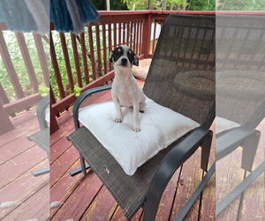 Chihuahua-Unknown Mix Dogs for adoption in Thomasville, NC, USA