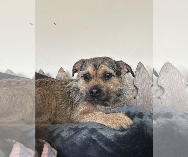 Medium Photo #3 Mutt Puppy For Sale in Overland Park, KS, USA