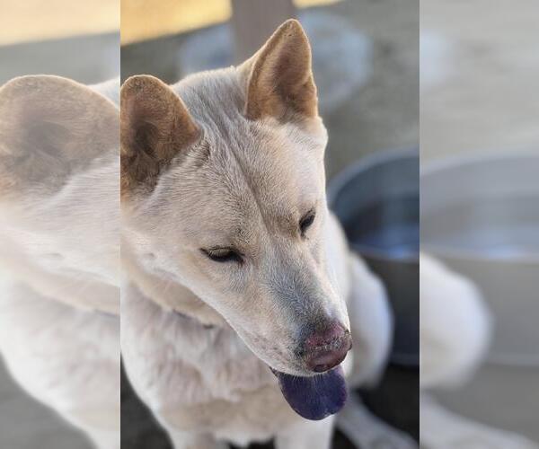Medium Photo #6 Akita-Huskies  Mix Puppy For Sale in Incline Village, NV, USA