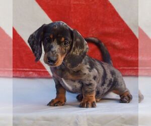 Dachshund Puppy for sale in HONEY BROOK, PA, USA