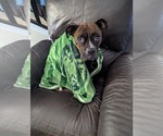Small #7 Boxer